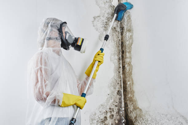 Best Environmental Consulting for Mold Prevention  in Minier, IL