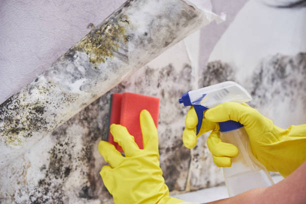 Best Commercial Mold Inspection  in Minier, IL